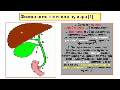 Физиология желчного пузыря [1] 1. За сутки печень вырабатывает 1-2