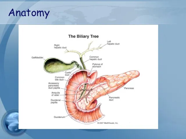 Anatomy