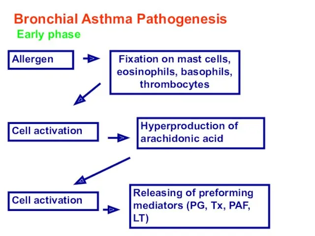 Bronchial Asthma Pathogenesis Early phase Allergen Fixation on mast cells,