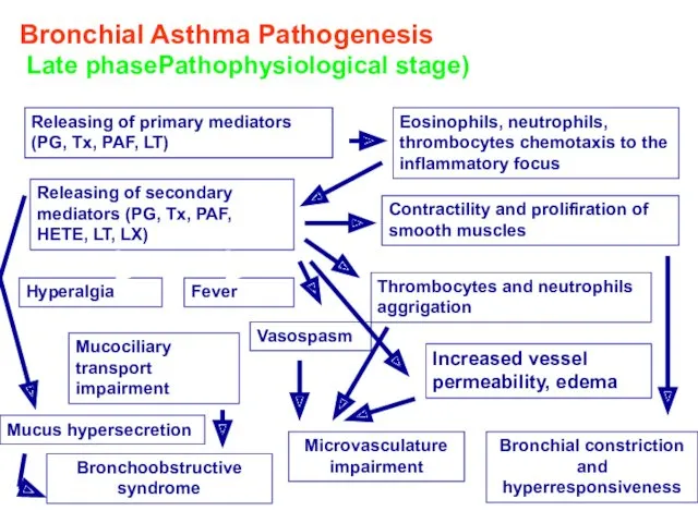 Bronchial Asthma Pathogenesis Late phasePathophysiological stage) Releasing of primary mediators