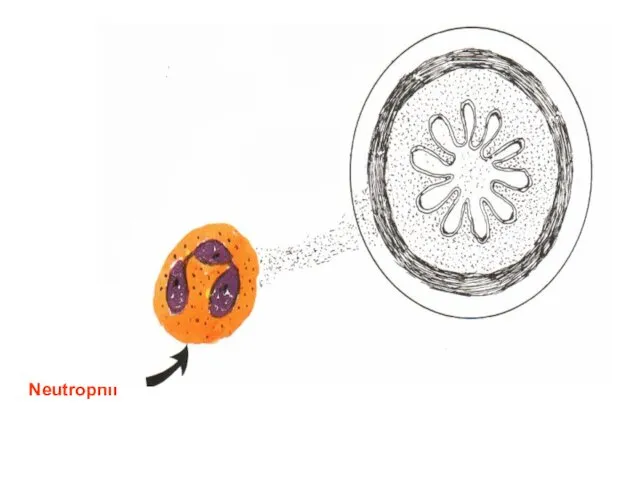 Neutrophil