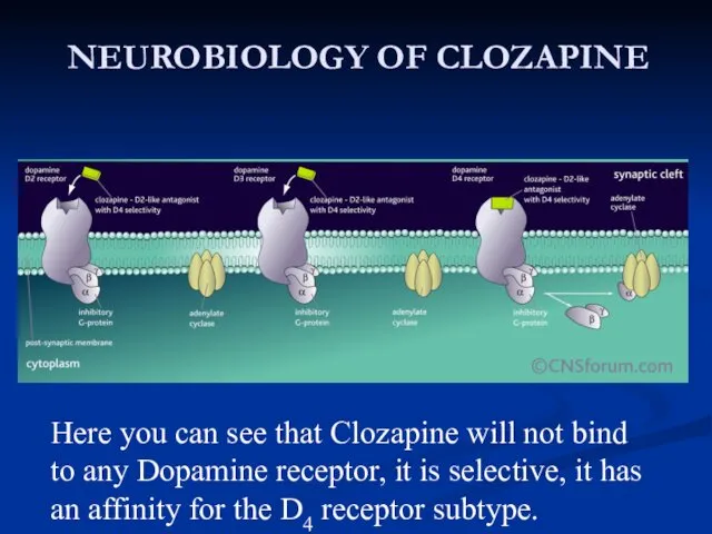 NEUROBIOLOGY OF CLOZAPINE Here you can see that Clozapine will