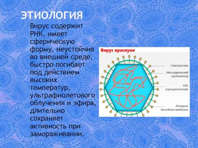 ЭТИОЛОГИЯ Вирус содержит РНК, имеет сферическую форму, неустойчив во внешней