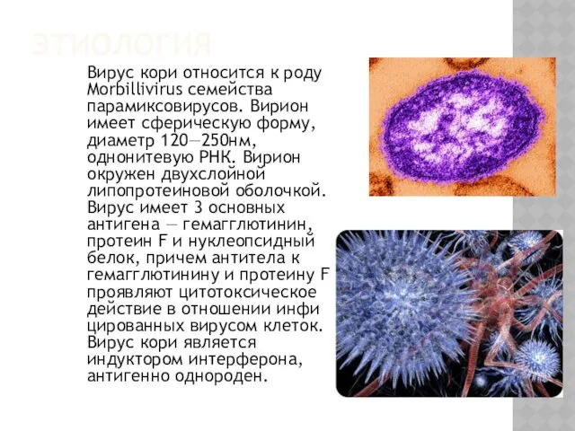 ЭТИОЛОГИЯ Вирус кори относится к роду Morbillivirus семейства парамиксовирусов. Вирион