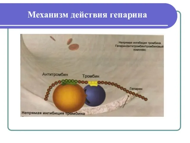 Механизм действия гепарина
