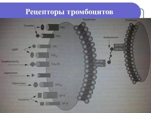 Рецепторы тромбоцитов