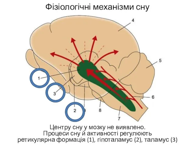 Фізіологічні механізми сну Центру сну у мозку не виявлено. Процеси