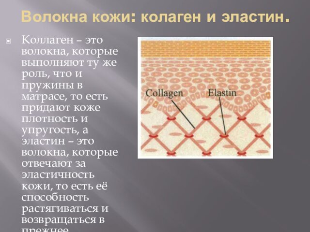 Волокна кожи: колаген и эластин. Коллаген – это волокна, которые выполняют ту