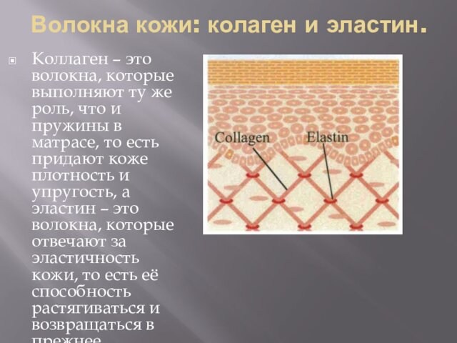 Волокна кожи: колаген и эластин. Коллаген – это волокна, которые выполняют ту же роль, что