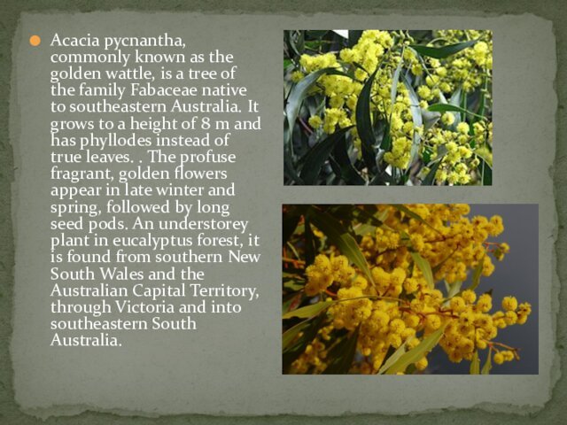 Acacia pycnantha, commonly known as the golden wattle, is a tree of the family Fabaceae native
