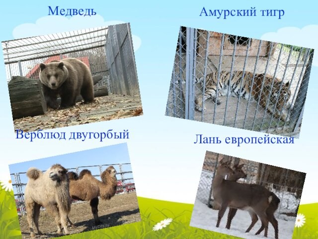 Амурский тигр Медведь Верблюд двугорбый Лань европейская