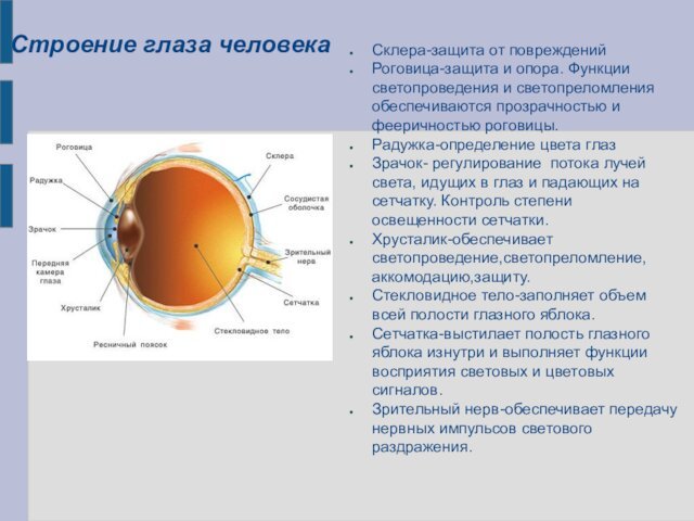 Строение глаза человекаСклера-защита от поврежденийРоговица-защита и опора. Функции светопроведения и светопреломления обеспечиваются