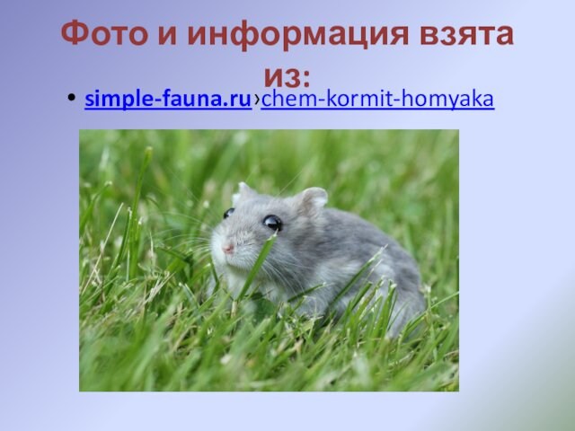 Фото и информация взята из:  simple-fauna.ru›chem-kormit-homyaka