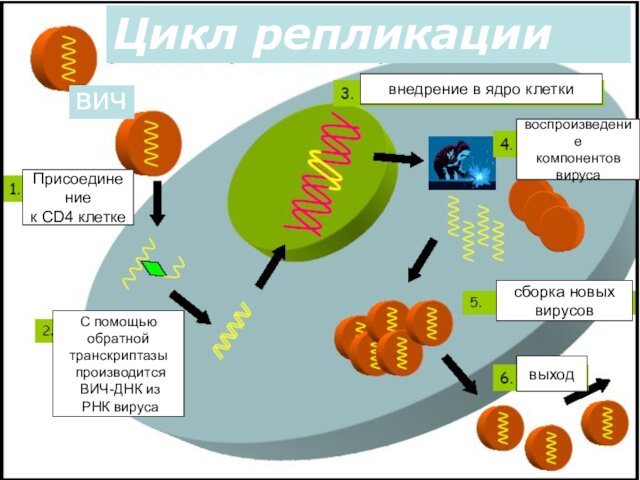 Цикл репликациивичПрисоединениек CD4 клеткеС помощьюобратной транскриптазы производится ВИЧ-ДНК из РНК вирусавнедрение в ядро клеткивоспроизведениекомпонентоввирусасборка новыхвирусоввыход