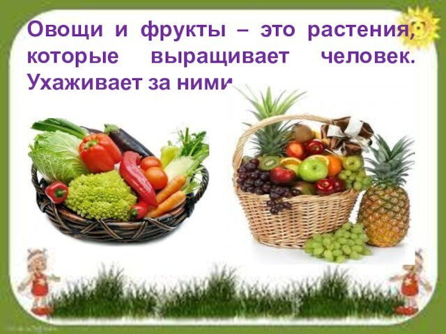 Овощи и фрукты – это растения, которые выращивает человек. Ухаживает за ними.