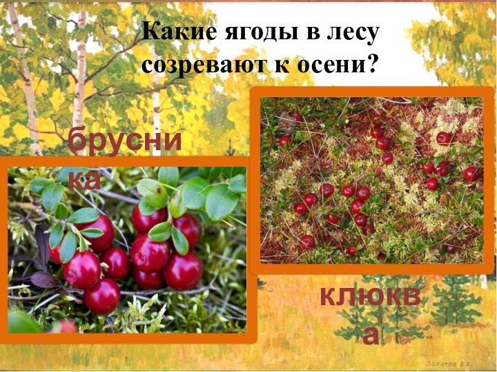 Какие ягоды в лесу  созревают к осени?брусникаклюква