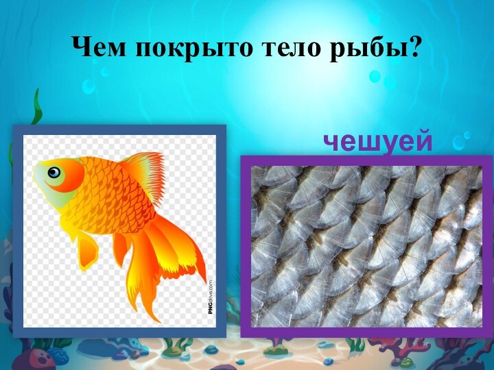 Чем покрыто тело рыбы? чешуей