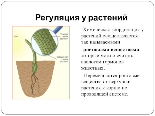 Регуляция у растений Химическая координация у растений осуществляется так называемыми   ростовыми веществами, которые можно