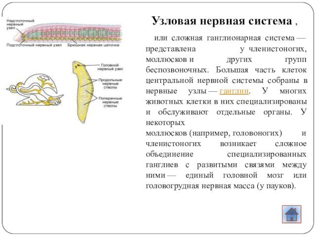 система — представлена у  членистоногих, моллюсков и других групп беспозвоночных. Большая часть клеток центральной нервной системы собраны в