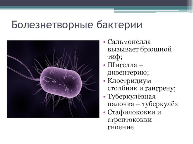 Болезнетворные бактерииСальмонелла вызывает брюшной тиф;Шигелла – дизентерию;Клостридиум – столбняк и гангрену;Туберкулёзная палочка