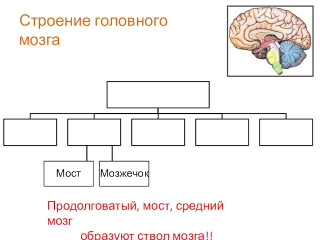 Строение головного мозгаПродолговатый, мост, средний мозг образуют ствол мозга!!