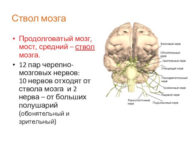 Ствол мозгаПродолговатый мозг, мост, средний – ствол мозга.12 пар черепно-мозговых нервов: