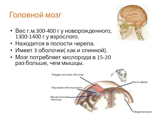 Головной мозгВес г.м.300-400 г у новорожденного,