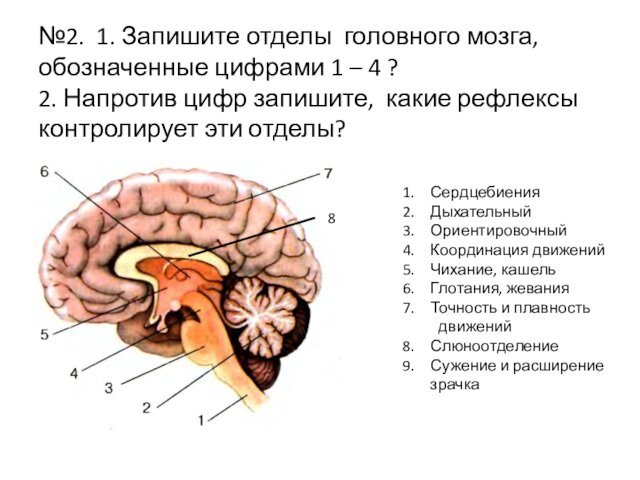 №2. 1. Запишите отделы головного мозга, 	обозначенные цифрами 1 – 4 ?
