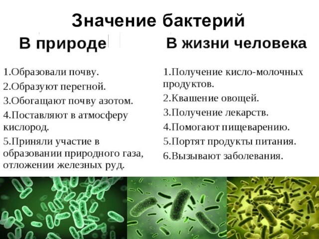 Значение бактерий
