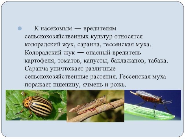      К насекомым — вредителям сельскохозяйственных культур относятся колорадский жук, саранча, гессенская муха. Колорадский жук