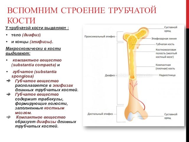У трубчатой кости выделяют :тело (диафиз) и концы (эпифизы).Макроскопически в кости выделяют: