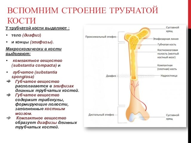У трубчатой кости выделяют : тело (диафиз)  и концы (эпифизы). Макроскопически в кости выделяют: