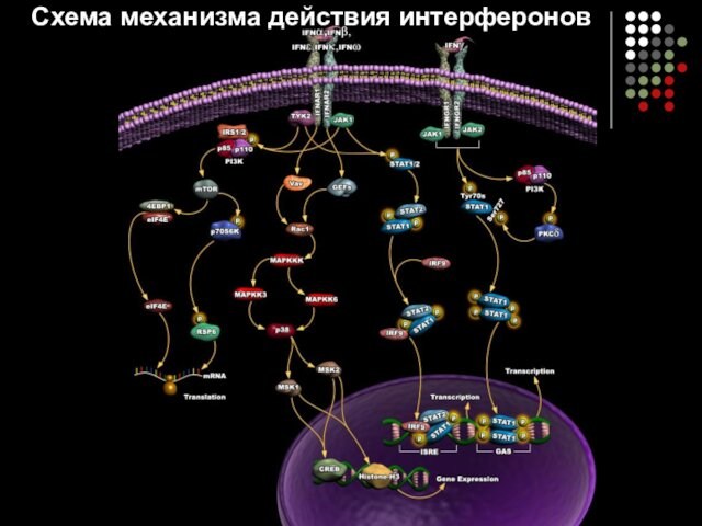 Схема механизма действия интерферонов