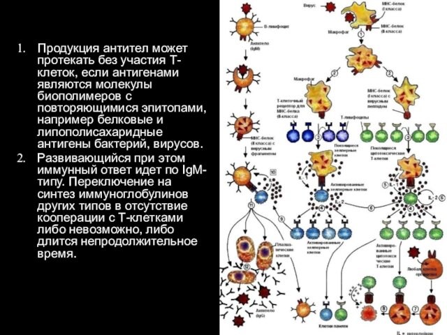 Продукция антител может протекать без участия Т-клеток, если антигенами являются молекулы биополимеров с повторяющимися эпитопами,