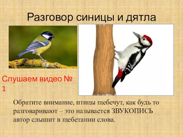 Разговор синицы и дятла Обратите внимание, птицы щебечут, как будь то разговаривают – это называется