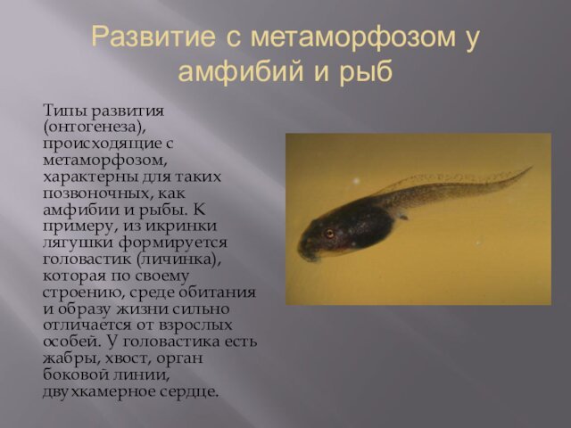 Развитие с метаморфозом у амфибий и рыбТипы развития (онтогенеза), происходящие с метаморфозом,