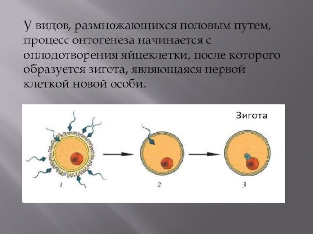 У видов, размножающихся половым путем, процесс онтогенеза начинается с оплодотворения яйцеклетки, после