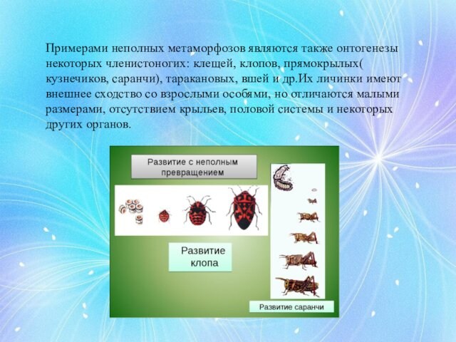 Примерами неполных метаморфозов являются также онтогенезы некоторых членистоногих: клещей, клопов, прямокрылых( кузнечиков, саранчи), таракановых, вшей