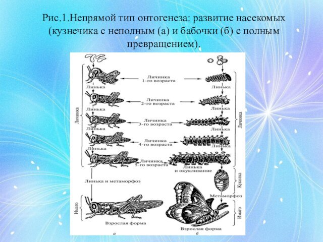 Рис.1.Непрямой тип онтогенеза: развитие насекомых (кузнечика с неполным (а) и бабочки (б) с полным превращением).