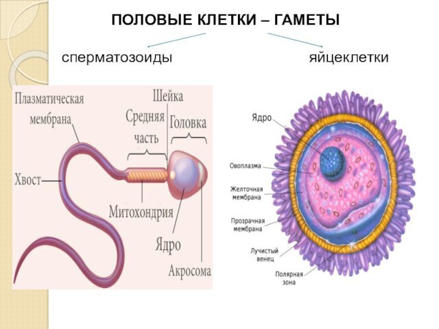 ПОЛОВЫЕ КЛЕТКИ – ГАМЕТЫ  сперматозоиды