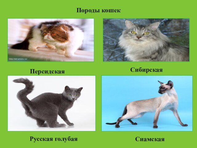 Породы кошек  Персидская   СибирскаяРусская голубая    Сиамская