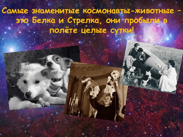 Самые знаменитые космонавты-животные – это Белка и Стрелка, они пробыли в полёте целые сутки!