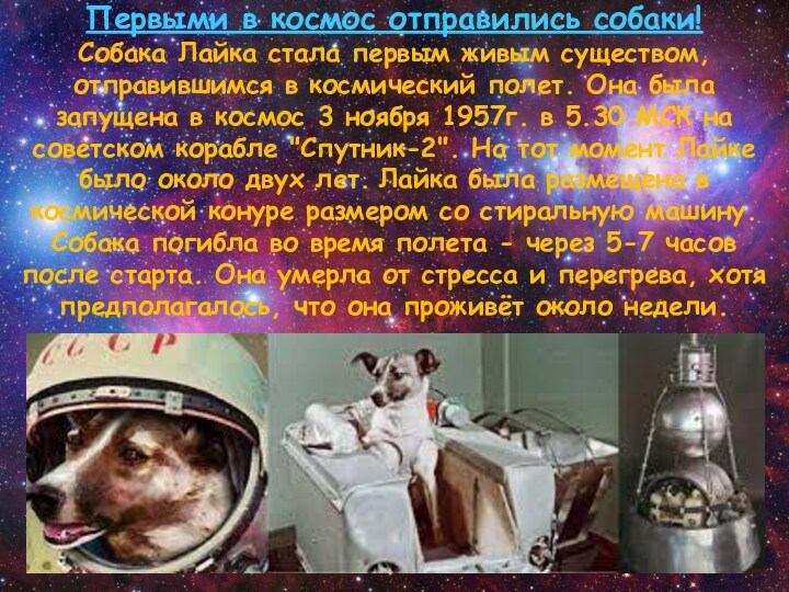Первыми в космос отправились собаки!  Собака Лайка стала первым живым