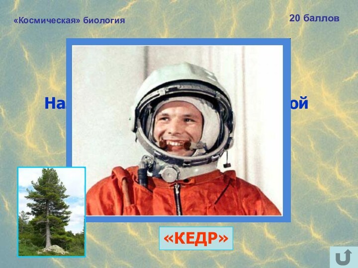 «Космическая» биология20 балловНазовите «хвойный» позывной Юрия Гагарина. «КЕДР»