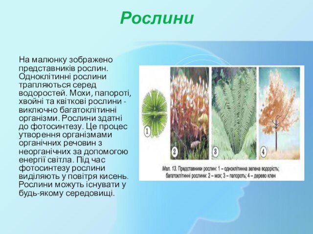 Рослини  На малюнку зображено представників рослин. Одноклітинні рослини трапляються серед водоростей.