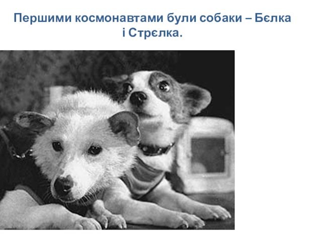 Першими космонавтами були собаки – Бєлка і Стрєлка.   