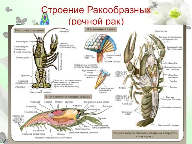 Строение Ракообразных     (речной рак)