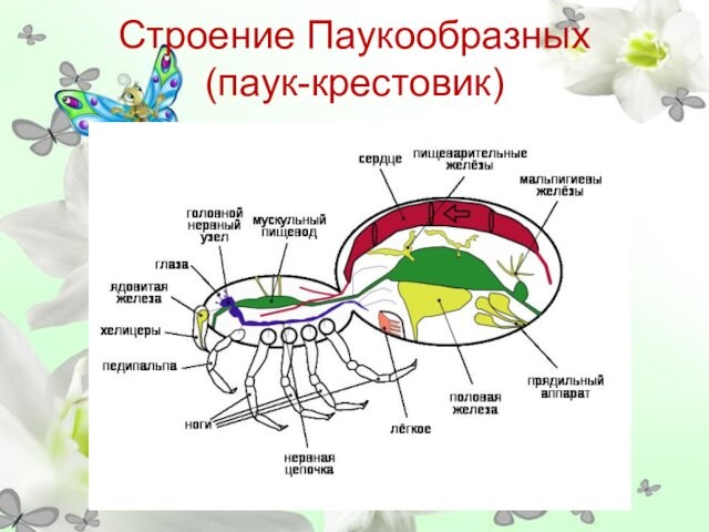 Строение Паукообразных     (паук-крестовик)