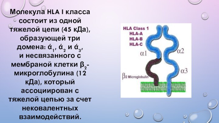 Молекула HLA I класса состоит из одной тяжелой цепи (45 кДа), образующей три домена: ά1,