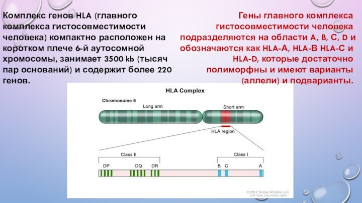 Комплекс генов HLA (главного комплекса гистосовместимости человека) компактно расположен на коротком плече 6-й аутосомной хромосомы,